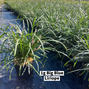 September 2022 1g Big Blue Liriope